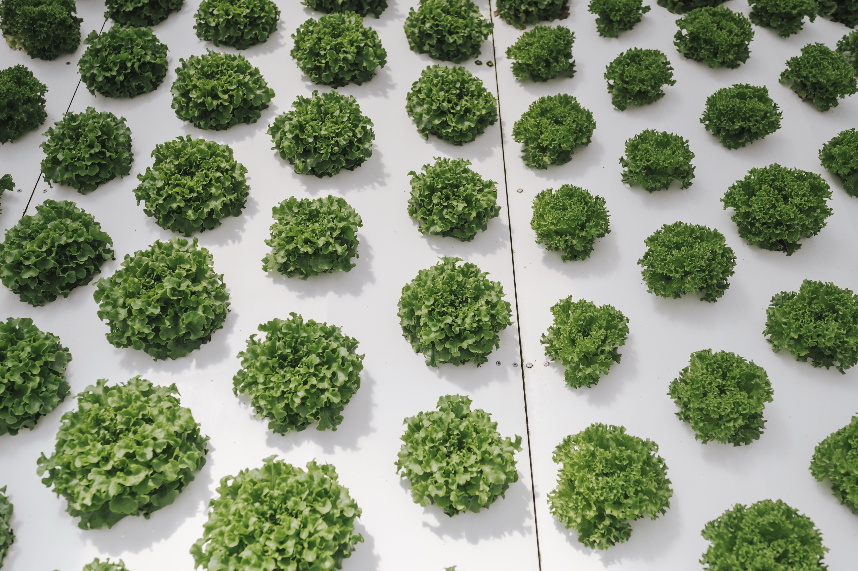 UN – Food and Agriculture Organization