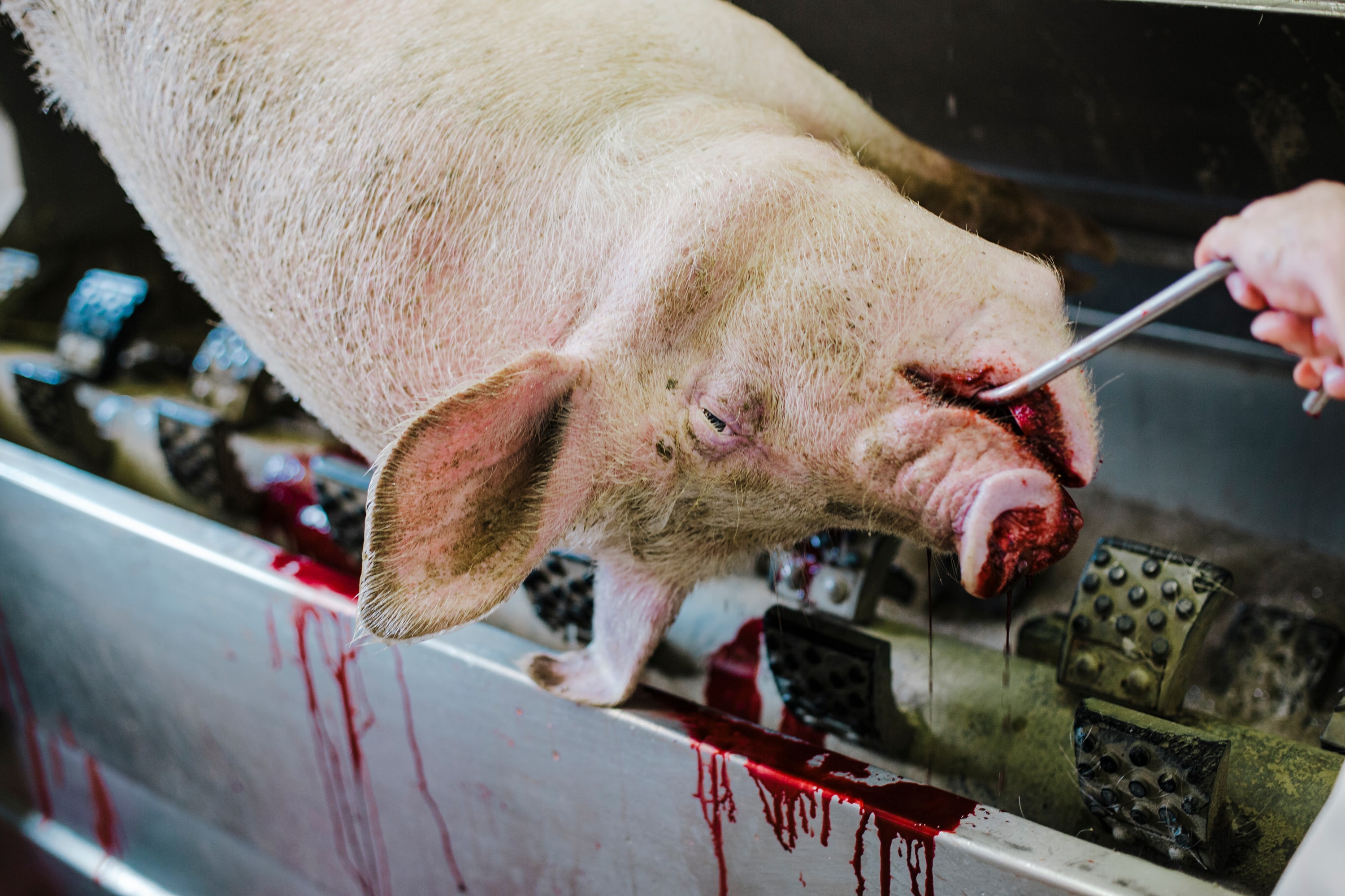 Slaughterhouse - Image 10