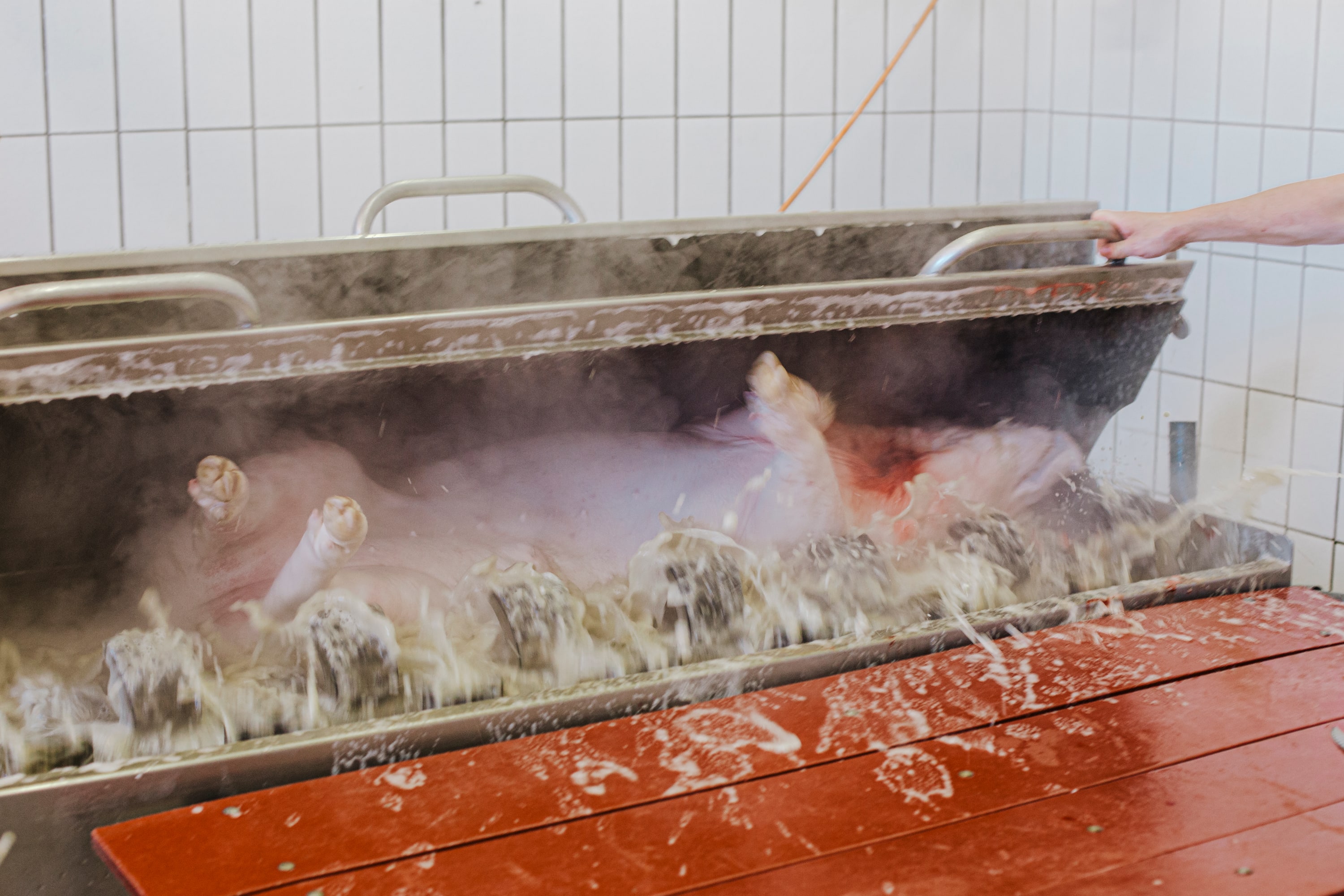 Slaughterhouse - Image 9