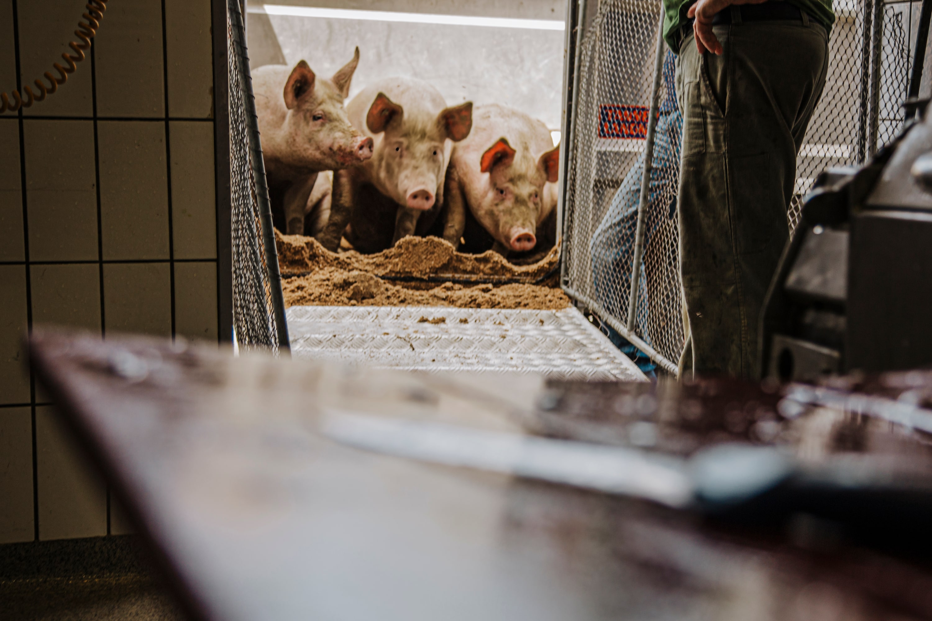 Slaughterhouse - Image 7